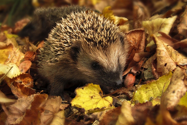 Igel Iwan – eine Herbst-Yogageschichte für dich und deine Familie 