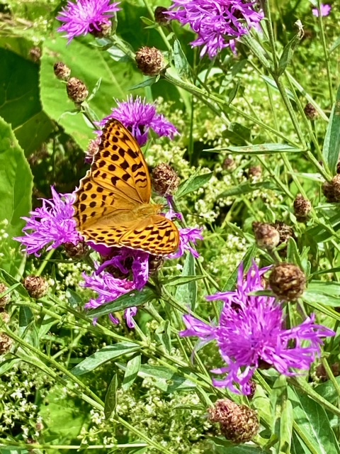 Schmetterling