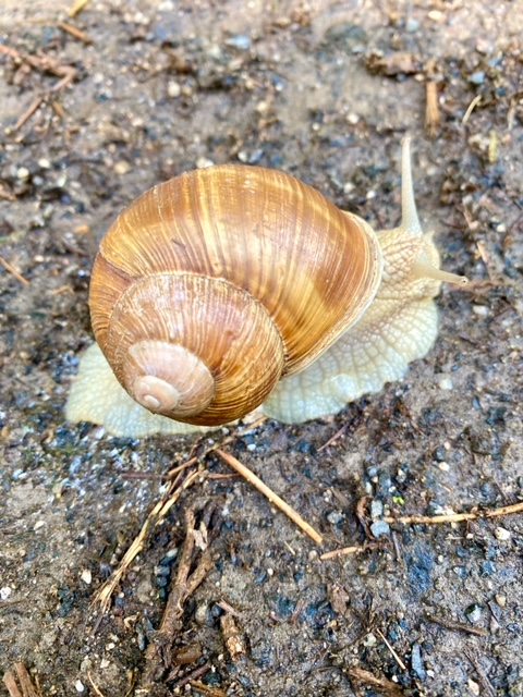 Schnecke