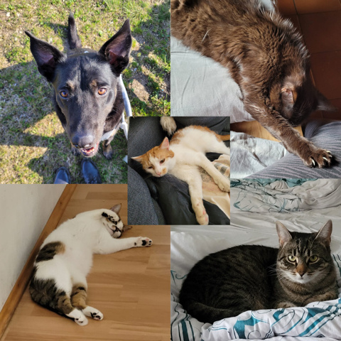 Tiere