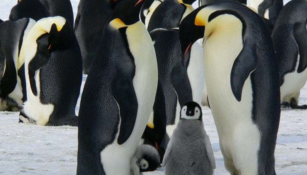 © Siggy Nowak / Pixabay