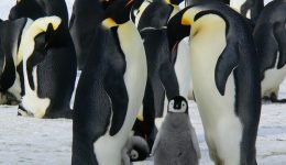 © Siggy Nowak / Pixabay