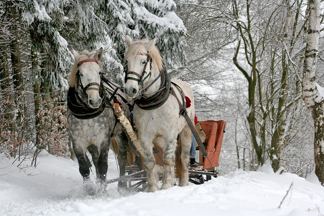 Winterzirkus | 6 bis 8 Jahre (PDF)