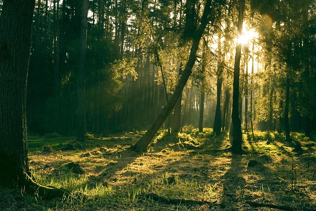 Besuch einer sommerlichen Wald-Wiese  | 6 bis 8 Jahre (PDF)
