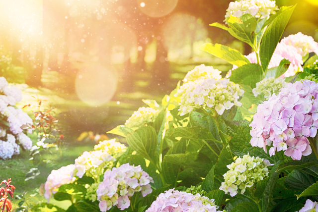 (M)ein Garten im Sommer | 3 bis 6 Jahren (PDF)